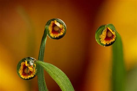 Dewdrop Flower Refraction By Lord V Dew Drop Photography Water