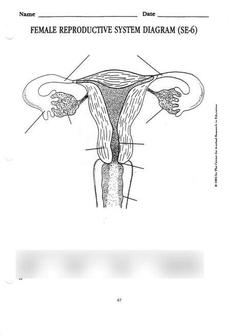 35 Label The Parts Of The Female Reproductive System Labels For Your