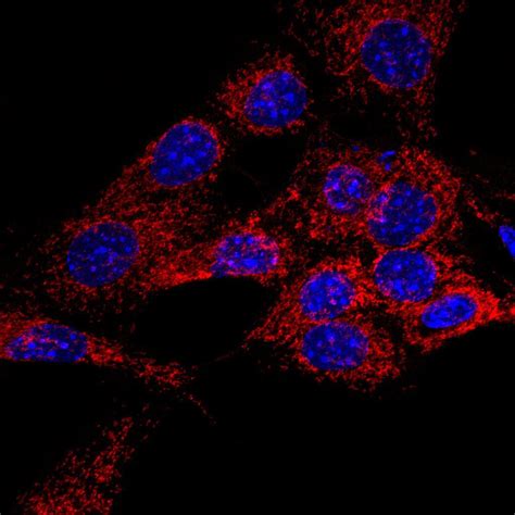 Great Tomm20 Antibody For Immunofluorescence From Abcam Biocompare