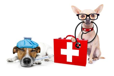 Be Prepared For A Dog Medical Emergency Dog Medical Emergency Be Prepared