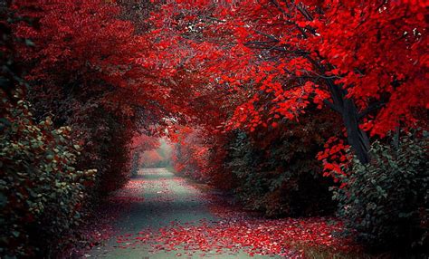Hd Wallpaper Red Trees Red Trees Path Road Fall Nature Landscape