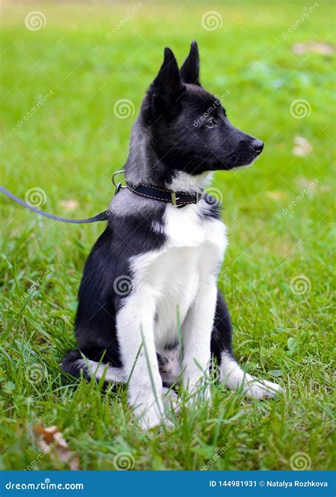 Puppy Laika On The Grass Stock Image Image Of Animal 144981931