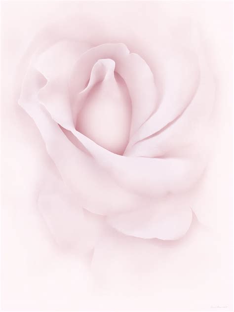 Delicate Pink Rose Flower Photograph By Jennie Marie Schell Fine Art