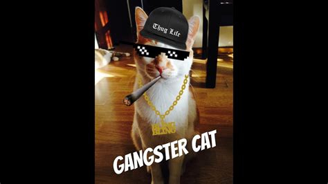 Thug Life Gangster Cat Youtube