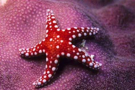 6 Interesting Facts About Starfish Most Of Them Will Surprice You