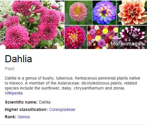 Chrysanthemum Description Types Taxonomy Britannica