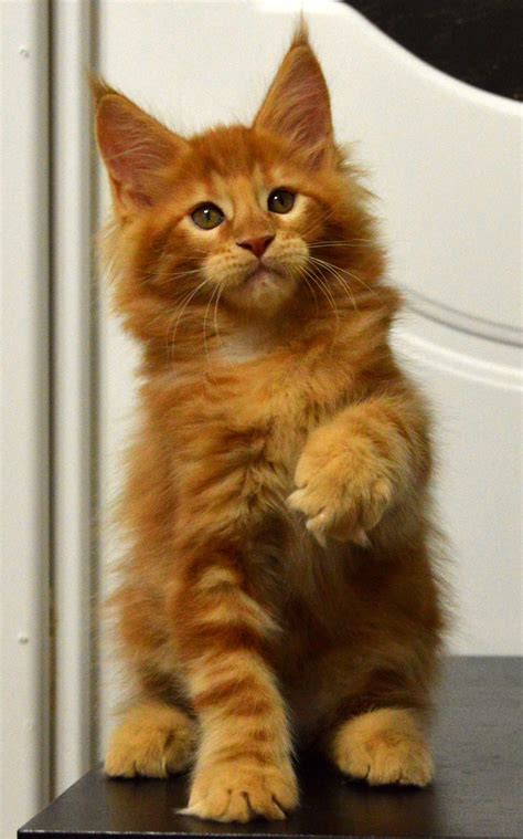 Maine Coon Kittens For Sale Craigslist Virginia - Park Art