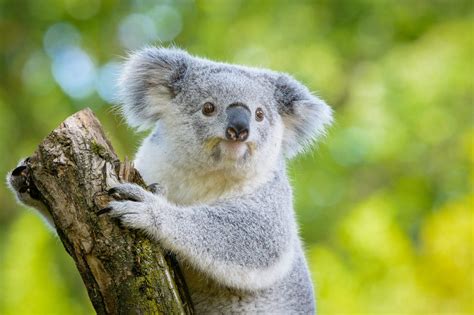 Lending A Helping Hand To Koalas In Need The International Wildlife