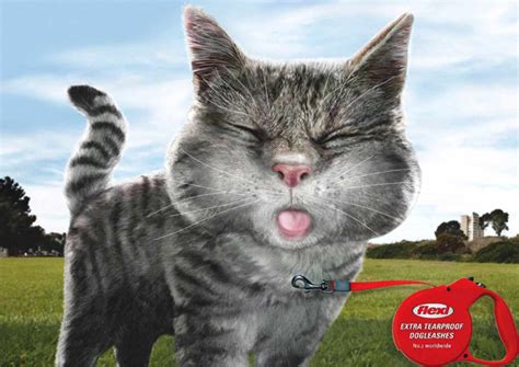 Include your email address to get a message when this question is answered. Cute Cat Ads - Daddu