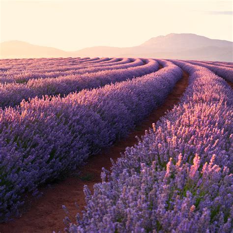 Lavender Fields Wallpaper 4k Lavender Flowers Sunrise