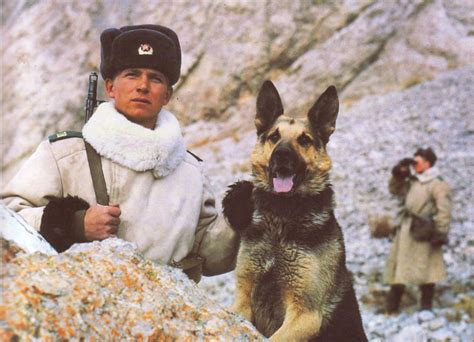 Soviet Border Guards Military Working Dogs Military Dogs Army Dog