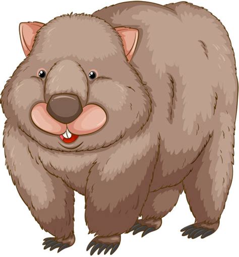 Wombats Backgrounds Illustrations Royalty Free Vector Graphics And Clip