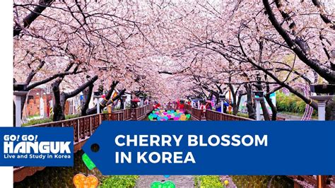 Cherry Blossom Season In Korea Youtube