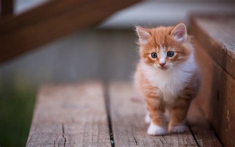 Download Wallpapers Ginger Kitten Little Cute Cat Pets Domestic Cats