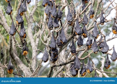 Australian Grey Headed Flying Fox Stock Photo Image Of Headed