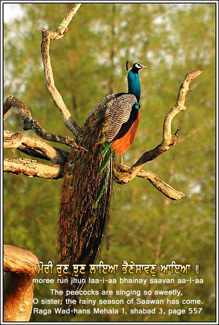 The peacock has the longer life, but the finch doesn't have to suffer its life with the burden of a heavy tail. Beauty Quotes About Peacocks. QuotesGram