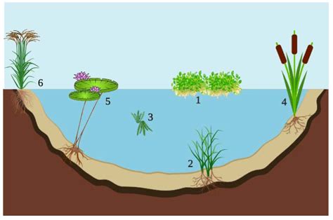 Sustainability Free Full Text Aquatic Macrophytes In Constructed