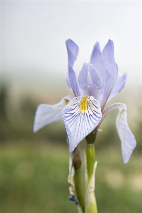 What Is The Symbolic Meaning Of The Iris Flower — Amanda Linette Meder