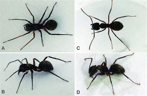 Comparison Of Ant Mimicking Myrmecotypus Spider And Potential Ant