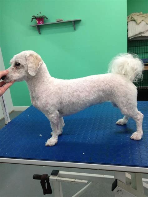 Bichon Complete Shave Down Keep Tail Groomer Georgina Keating At