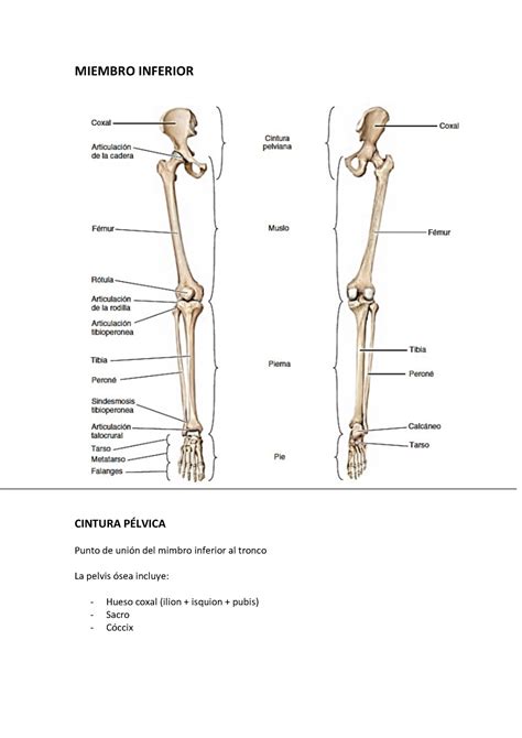 Anatomia Huesos Del Miembro Inferior Kulturaupice