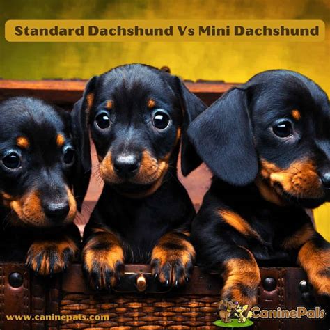 Standard Dachshund Vs Mini Dachshundtime To Know It All Canine Pals