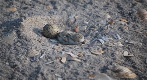 10 Ways To Help Beach Nesting Birds Audubon New York