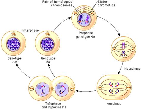 It is essential that any new daughter. Mitosis & Cancer Virtual Lab - mitosislab