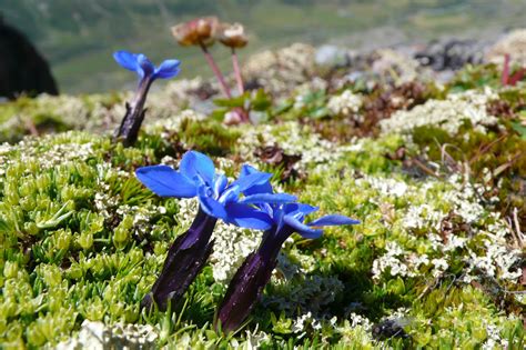 How alpine ecosystems are responding to climate change: It all comes ...
