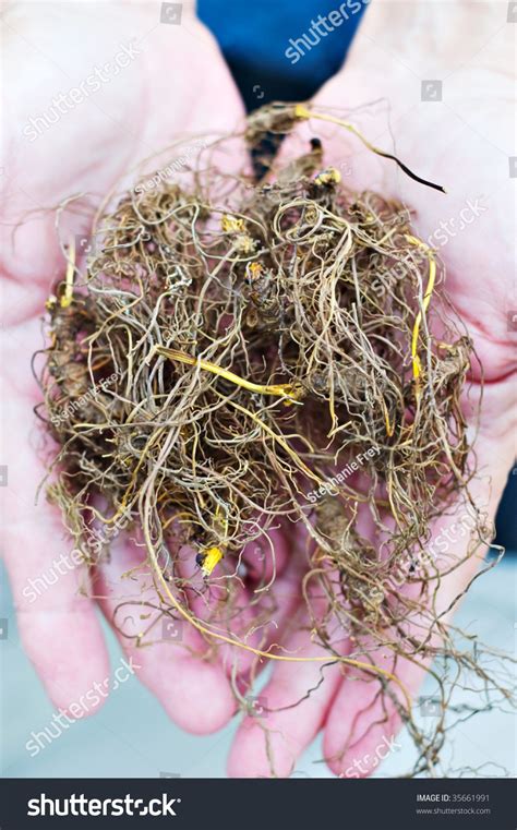 Freshly Harvested Goldenseal Commonly Known As Yellow Root Stock Photo