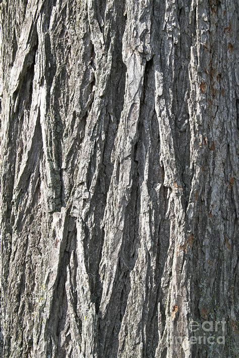 Elm Tree Bark Photograph By Photo Researchers Inc Pixels