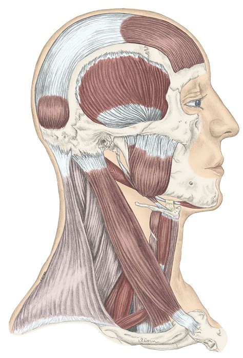 Muscles Of The Head And Neck Worksheet