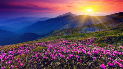 Flower Sunrise Wallpapers Top Free Flower Sunrise Backgrounds WallpaperAccess