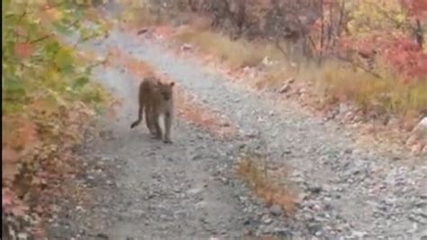 Hiker Films Terrifying Experience As He S Stalked By A Cougar For Six Minutes