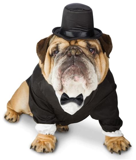 They are, first and foremost, excellent companions, while. Halloween Costume Ideas For Dogs
