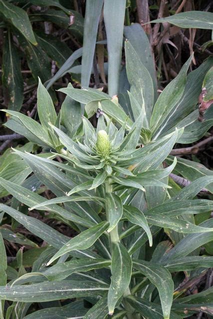 Photo Of The Closeup Of Buds Sepals And Receptacles Of Echium Nervosum
