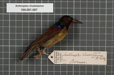 file naturalis biodiversity center rmnh aves 133238 1 anthreptes rhodolaema shelley 1878