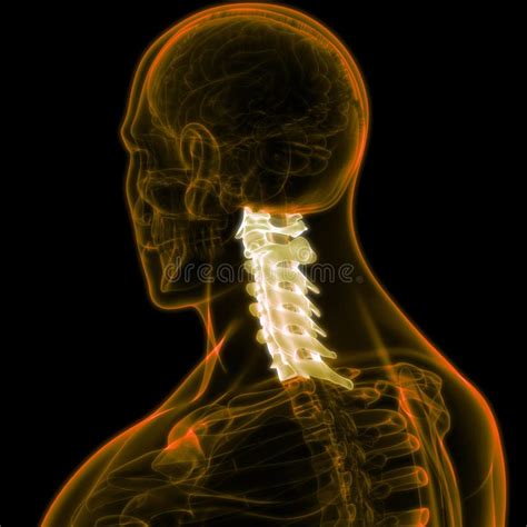 Spinal Cord Vertebral Column Cervical Vertebrae Of Human Skeleton