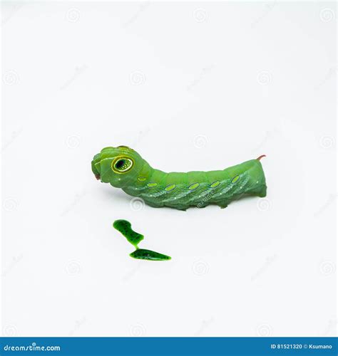 Caterpillar Del Nerii De Daphnis Foto De Archivo Imagen De Vida