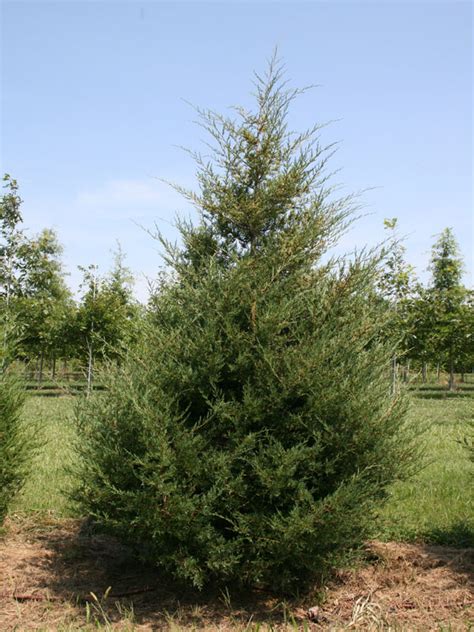 Tree Of The Month Eastern Red Cedar