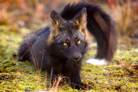 Beautiful Rare Silver Fox Rare Animals Pet Fox Animal Photography