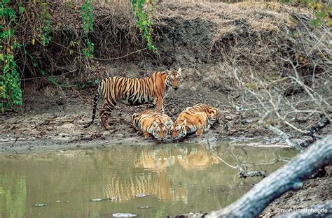 Project Tiger Completes 47 Years A Thumps Up For Big Cat Conservation