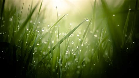 Full Hd Wallpaper Grass Drop Water Dew Sunrise Desktop