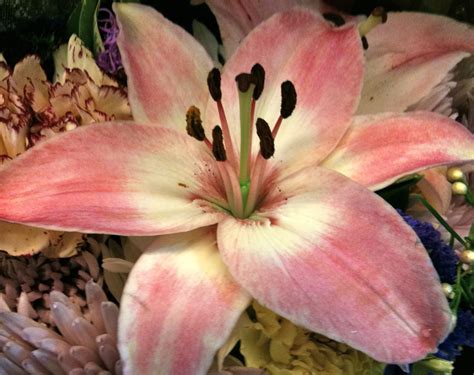 Essentials Oils – Freeport 1953