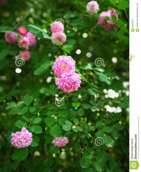 Rosa Multiflora Stock Image Image Of Flower Flora Leaf 91943431