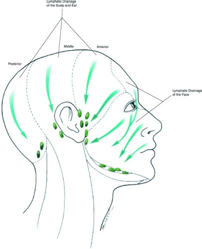 Lymphatic System Of The Head And Neck Basicmedical Key