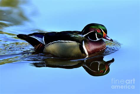 Male Wood Duck Mirror Like Reflection Photograph By Terry Elniski Pixels