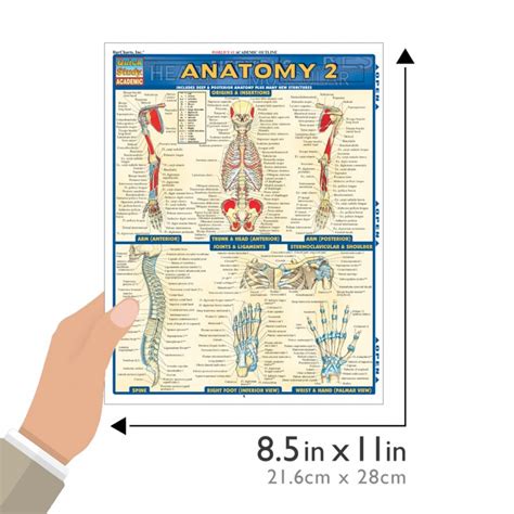 Quickstudy Anatomy 2 Laminated Study Guide