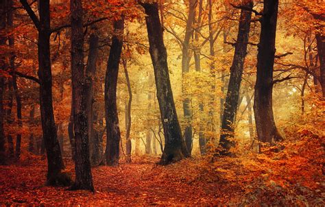 Wallpaper Autumn Fog Trail Autumn Colors Fall Foliage Woodland
