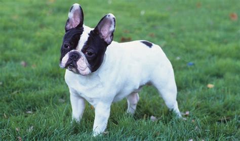 The mini french bulldog gives us a heavy boned. French Bulldog Dog Breed Information